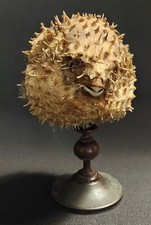 Cabinet curiosities naturalize d'occasion  Expédié en Belgium
