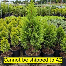 Leyland cypress 1gal for sale  Miami