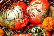 Turk turban gourd for sale  Deltona