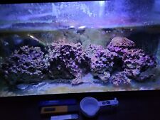 Gallon breeder fish for sale  Mahopac