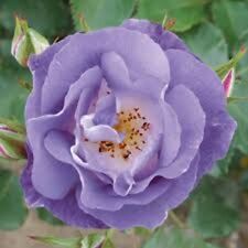 Blue bush rose for sale  GLASTONBURY