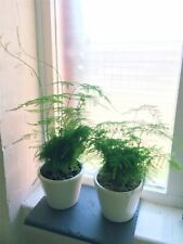 Asparagus fern evergreen for sale  BIRMINGHAM