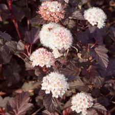 Spiraea physocarpus opulifoliu for sale Spiraea physocarpus opulifoliu for sale  IPSWICH