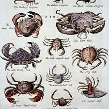 1785 crabs scorpions for sale  NORWICH