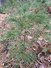 Eastern white pine for sale  Beckley