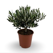 Pianta olivo certificata usato  Milazzo