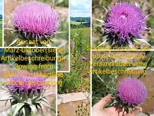 Taurische distel eselsdistel gebraucht kaufen  Langenfeld (Rheinland)