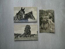 Pferd pferde hengst gebraucht kaufen  Aue
