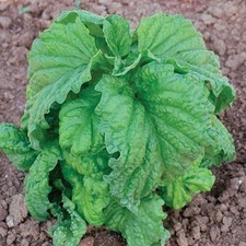 Basil lettuce leaf for sale  DERBY