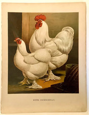 Chromolithograph chickens witt for sale  Toms River