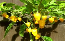 Trinidad perfume chilli for sale  LONDON
