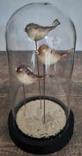 Curiosité taxidermie poissons d'occasion  Montpellier-