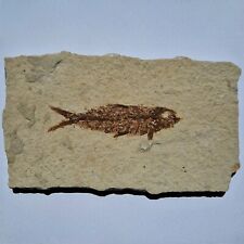 Pesce fossile knightia usato  Nonantola