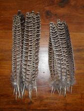 30 PLUMAS DE COLA DE FAISÁN DE GALLINA 9"10"" ATADO MOSCA ARTE. EXHIBICIÓN FLORAL, CABELLO, JOYAS segunda mano  Embacar hacia Mexico