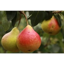 Dwarf comice pear for sale  Hialeah