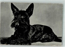 39893090 scottish terrier gebraucht kaufen  Eimeldingen