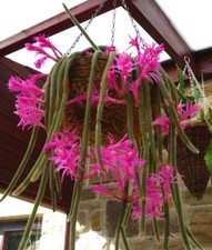 Rat tail cactus for sale  Jacksonville