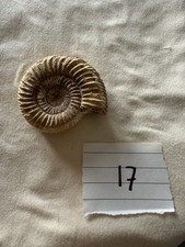 Ammonite fossil natural for sale  ROWLANDS GILL