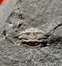 Crabe fossile éocène d'occasion  Cuxac-d'Aude