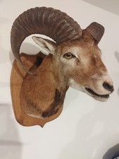 Mufflon widder jagdtrophäe gebraucht kaufen  Bad Abbach