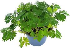 Magische mimosa pudica gebraucht kaufen  Leipzig
