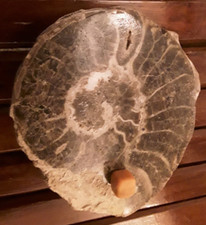 Large goniatite ammonite for sale  FOLKESTONE