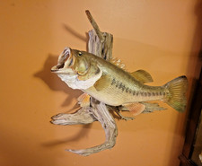 Largemouth bass taxidermy for sale  Jackson