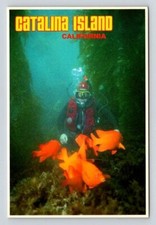 Cartão postal Garibaldi dourado mergulhador submarino Catalina Island California comprar usado  Enviando para Brazil