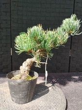 Bonsai pinus pentaphylla gebraucht kaufen  Augsburg