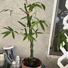 Buddha belly bamboo for sale  Porterville