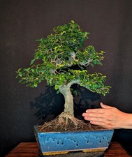 Bonsai chinesische ulme gebraucht kaufen  Bielefeld