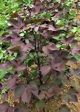 Burgundy leaf green for sale  Abbeville