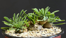 Euphorbia japonica exotic for sale  Miami