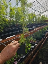 4pack live medium for sale  North Bend