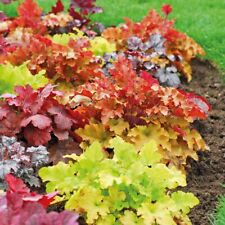 heuchera usato heuchera usato Torre Canavese