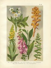 Stampa antica fiori usato  Lecco
