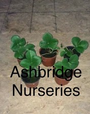 Mixed variety strawberries for sale  NEWRY