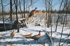 David maass startled for sale  Milwaukee