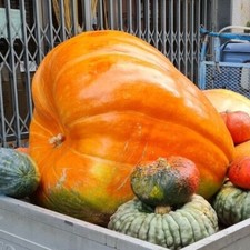Sem1 citrouille géante d'occasion  Expédié en France