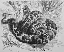 C1896 antique snake for sale  UK