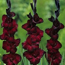 Gladioli black star for sale  UK