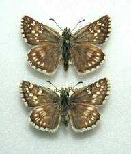 Safflower skipper butterfly. for sale  FOLKESTONE