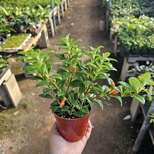 Goldfish christmas holly for sale  Covina