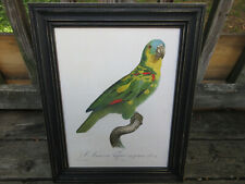 Amazone tapire jaune for sale  Henrico