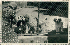 Fluelen chiots bernard d'occasion  Expédié en Belgium