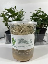 Drosophila hydei fruit for sale  Charleston