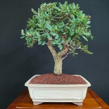 Bonsai quercia da usato  San Pancrazio Salentino