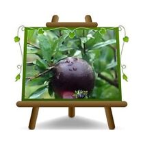 Melograno frutto nero usato  Bettona