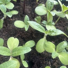 Giant sunflower seedlings for sale  BIRMINGHAM
