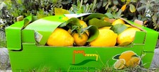 Limoni rocca imperiale usato  Rocca Imperiale
